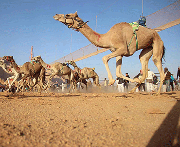 ~/Root_Storage/AR/EB_List_Page/untitled-9_0000_wadi_rum_-watch_a_camel_race.png